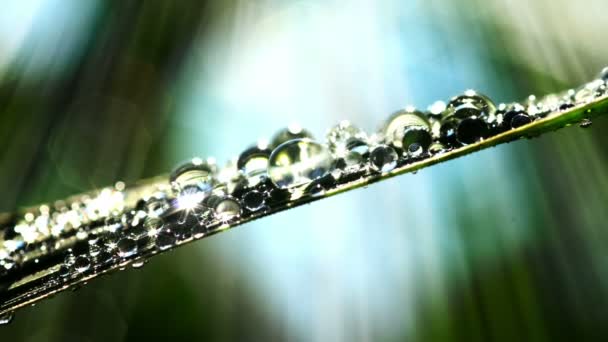 Water Droplets — Stock Video