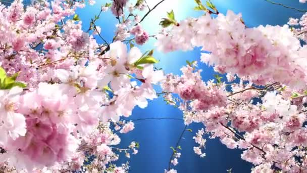春天的花朵 — 图库视频影像