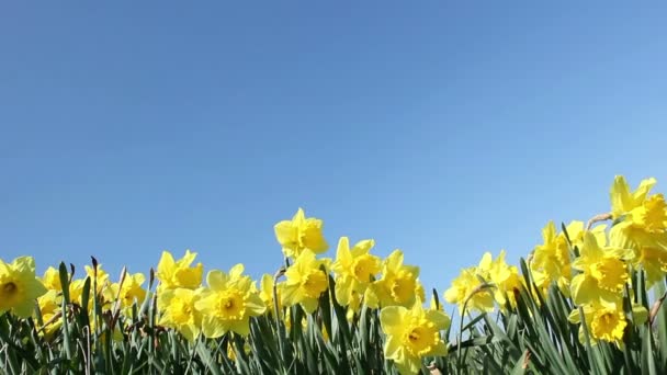 Frühlingsblumen — Stockvideo