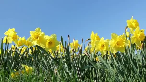 Frühlingsblumen — Stockvideo