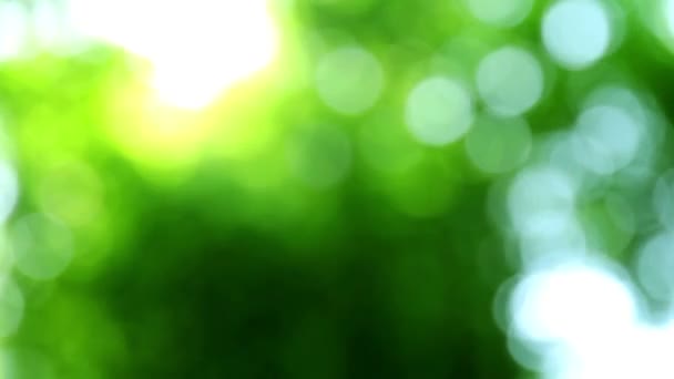 Bokeh des forêts 