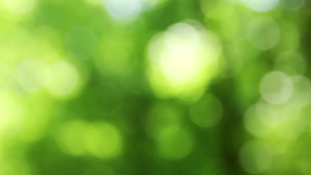 Bokeh des forêts 