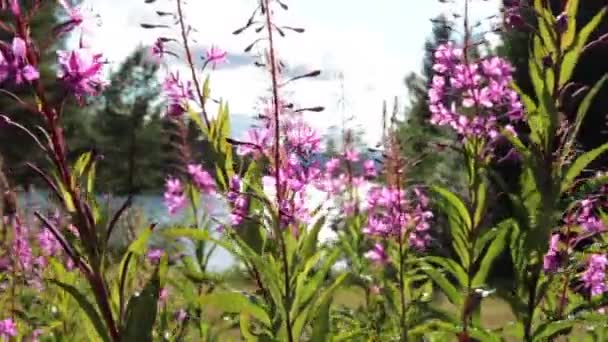 Flores de verano — Vídeo de stock