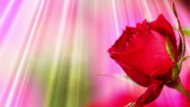 Rose fond