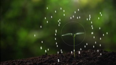Dolar parası ağaç büyütme konsepti. Bitcoin işareti hologram arkaplanı.