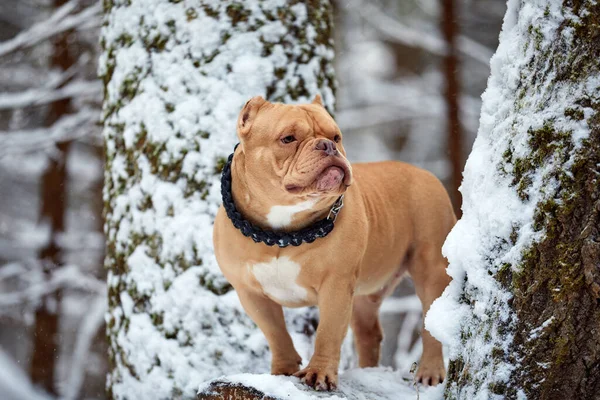 American bully dog playing in the snow, selective focus — Fotografia de Stock