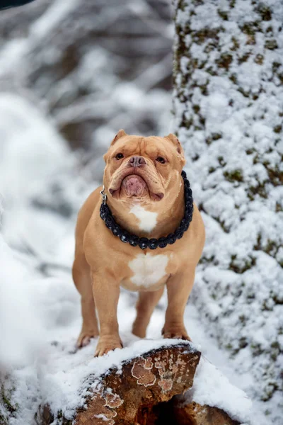 American bully dog playing in the snow, selective focus — Stock Photo, Image