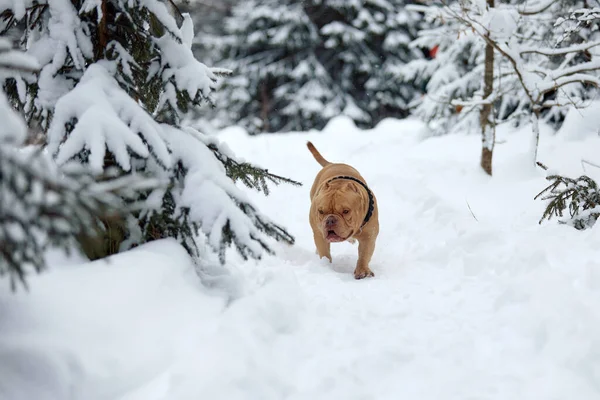 American bully dog jugando en el bosque nevado, enfoque selectivo — Foto de Stock