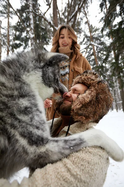 Feliz joven pareja en ropa de invierno jugando con pura raza husky siberiano y divertirse en el bosque de pinos de nieve — Foto de Stock