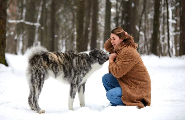 Love to the animals. Young woman playing in the snow with a husky dog. — Fotografia de Stock