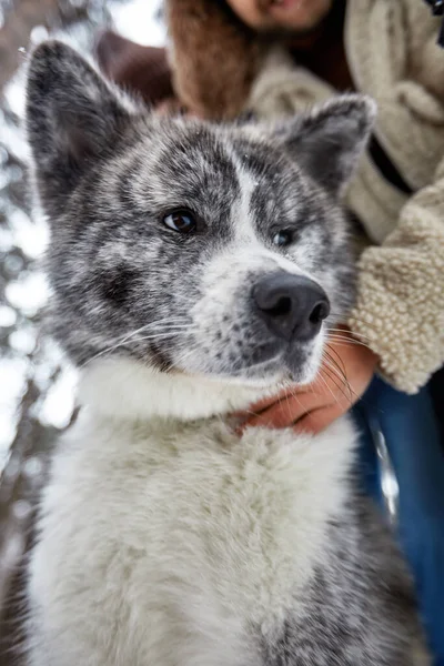 Pareja joven en un paseo por el bosque de invierno con un perro mascota husky. Enfoque seleccionado —  Fotos de Stock