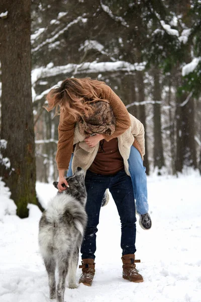 幸せな若いですカップルで冬服遊びとともに純血シベリアンハスキーと楽しいです雪に覆われた松林 — ストック写真