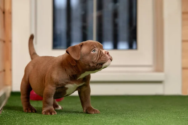 Cachorro en la hierba verde, American Bully cachorro perro, Mascotas divertido y lindo — Foto de Stock