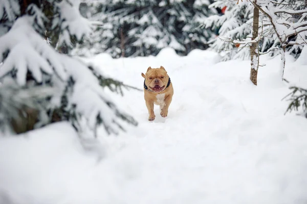 American bully dog jugando en el bosque nevado, enfoque selectivo — Foto de Stock