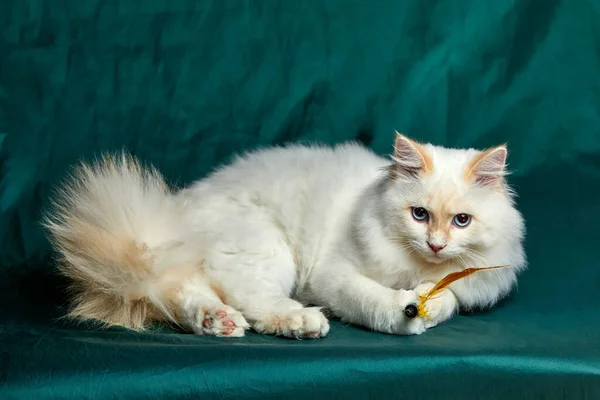 Banner with pretty white cat with blue eyes and long mustache. Close up portrait of kitten isolated on beautiful green background. Domestic animals. Funny pets. Copy space for text.