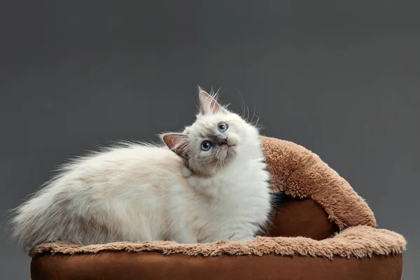 Happy kitten sit on gray fluffy pet bed. Cat comfortably nap relax at cozy home bed. Kitten pet animal with pink nose have Sweet dreams. High quality photo.