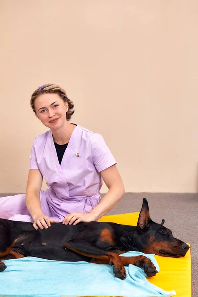 Dog is engaged fitness on massage and physiotherapy carpet. Training device for rehabilitation exercising in the Veterinary clinic.