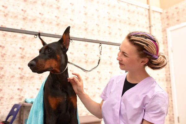 Female therapist working with dog in veterinary clinic.