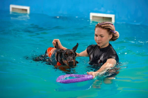 Dog trainer at the swimming pool, teaching the dog to swim