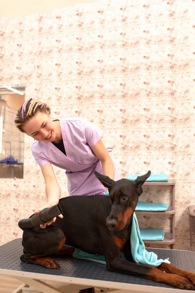 Female therapist working with dog in veterinary clinic.