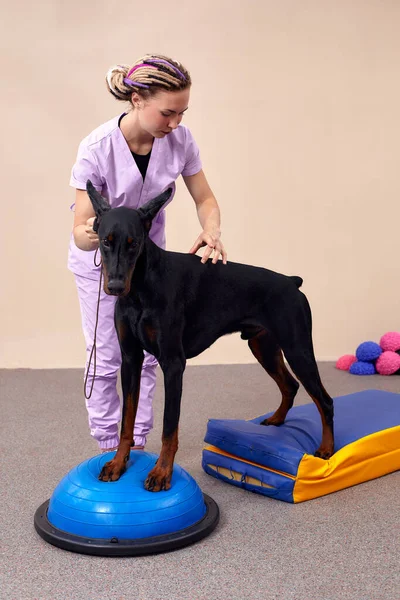 Dog is engaged fitness on massage and physiotherapy carpet. Training device for rehabilitation exercising in the Veterinary clinic.