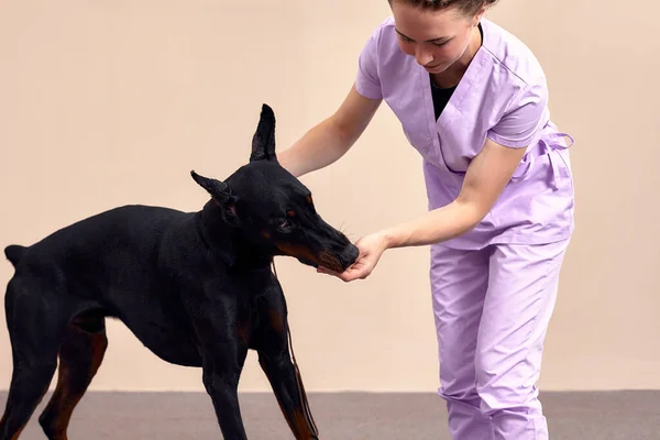 Female therapist working with dog in veterinary clinic.