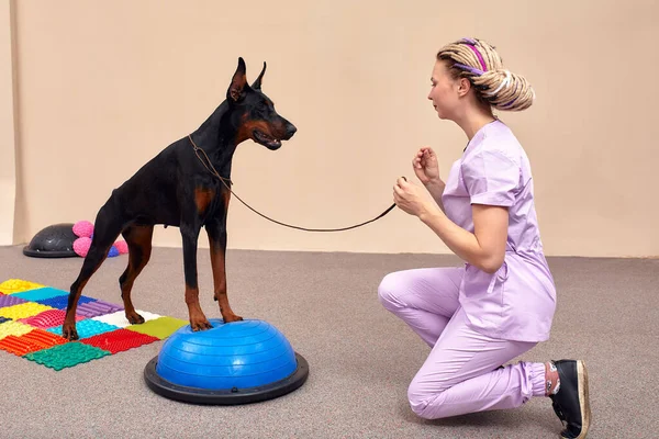 Dog is engaged fitness on massage and physiotherapy carpet. Training device for rehabilitation exercising in the Veterinary clinic.