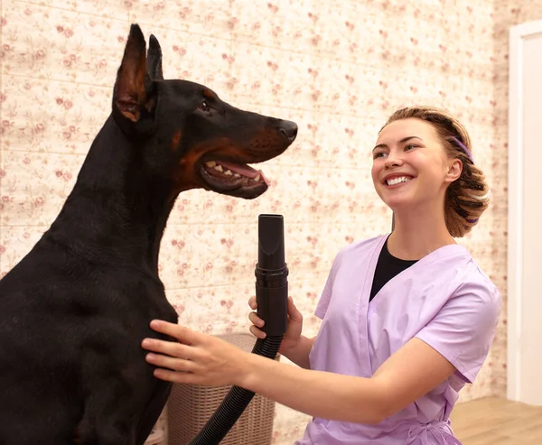 Female therapist working with dog in veterinary clinic.