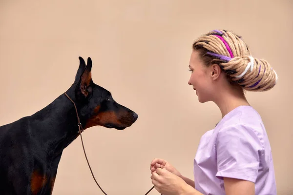 Female therapist working with dog in veterinary clinic.