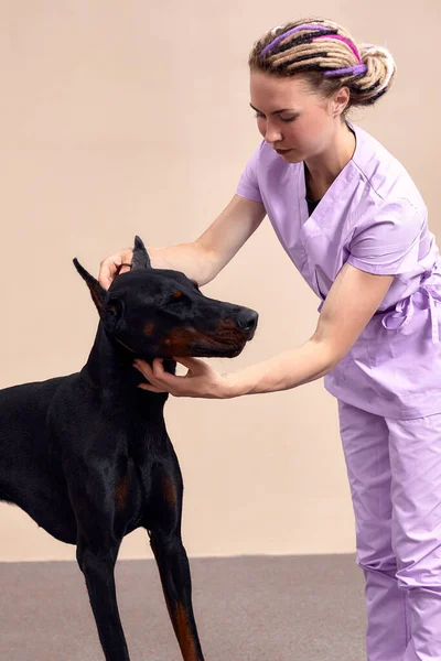 Female therapist working with dog in veterinary clinic.