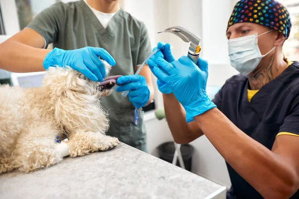 Veterinary and animal care. Doctor inserting Tracheal tube helping the dog. High quality photo.