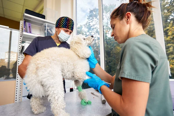 Veterinarian team preparing dog for surgery on operating table.