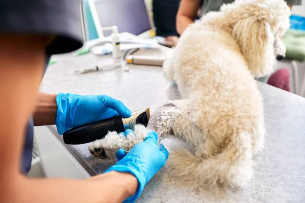 Veterinarian shaving a dog before treatment. doctor at the animal clinic with an anesthetized dog