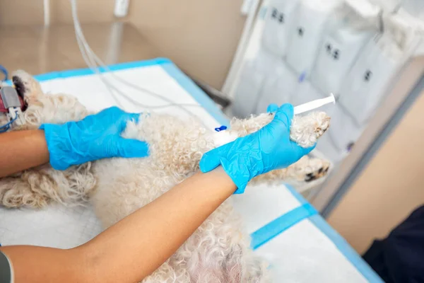 In a modern veterinary clinic, an operation is performed on an animal on the operating table in close-up. Veterinary clinic