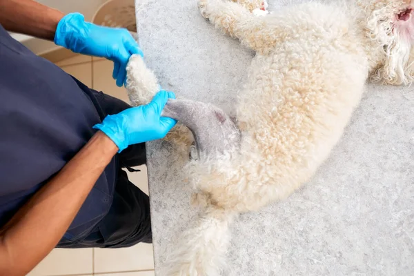 Veterinarian shaving a dog before treatment. doctor at the animal clinic with an anesthetized dog