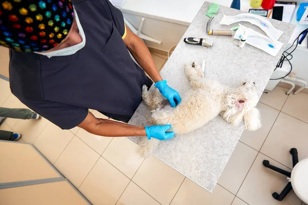 Veterinarian shaving a dog before treatment. doctor at the animal clinic with an anesthetized dog