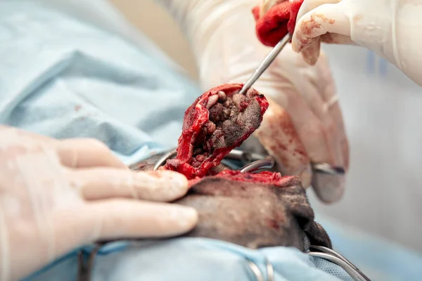 In a modern veterinary clinic, an operation is performed on an animal on the operating table in close-up. Veterinary clinic