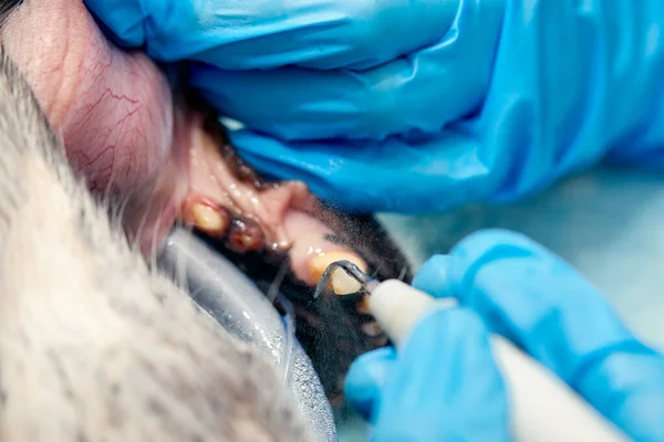 Veterinary dentistry. Dentist surgeon veterinarian treats and removes the teeth of a dog under anesthesia on the operating table in a veterinary clinic. Sanitation of the oral cavity in dogs close-up.