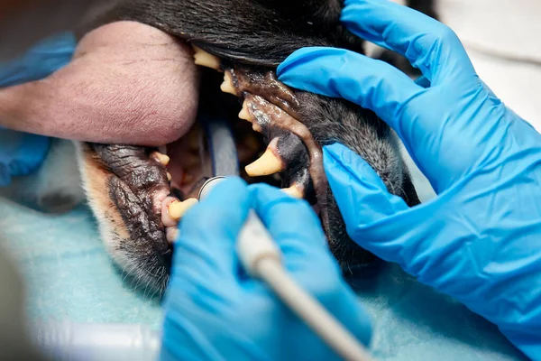 Veterinary dentistry. Dentist surgeon veterinarian treats and removes the teeth of a dog under anesthesia on the operating table in a veterinary clinic. Sanitation of the oral cavity in dogs close-up.