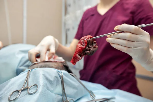 In a modern veterinary clinic, an operation is performed on an animal on the operating table in close-up. Veterinary clinic