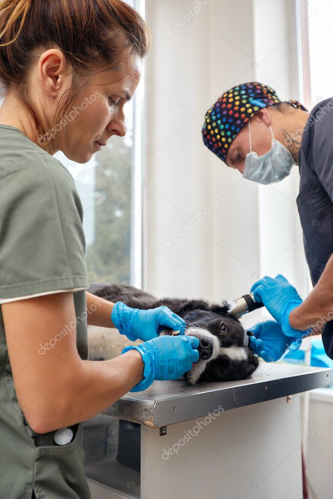 Veterinarian shaving a dog before treatment. doctor at the animal