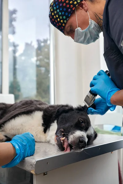 Pet operation in operating theatre with surgeon in vet surgery.