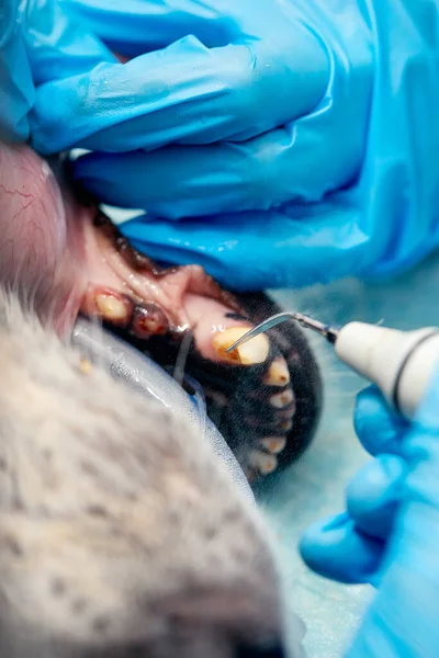 Veterinary dentistry. Dentist surgeon veterinarian treats and removes the teeth of a dog under anesthesia on the operating table in a veterinary clinic. Sanitation of the oral cavity in dogs close-up.