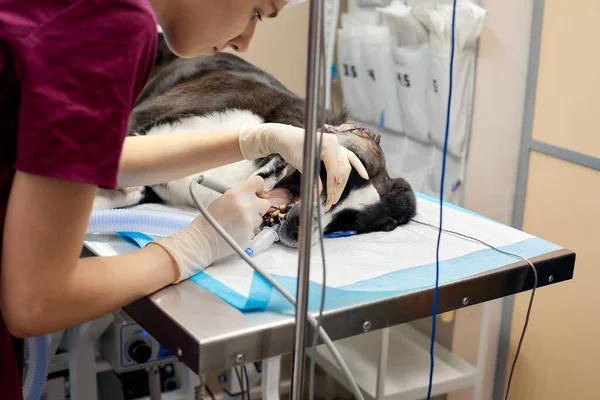 Veterinary dentistry. Dentist surgeon veterinarian treats and removes the teeth of a dog under anesthesia on the operating table in a veterinary clinic. Sanitation of the oral cavity in dogs close-up.