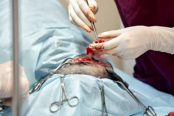 In a modern veterinary clinic, an operation is performed on an animal on the operating table in close-up. Veterinary clinic