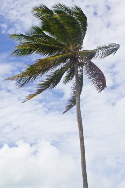 porto de galinhas Plajı'nda Hindistan cevizi ağacı