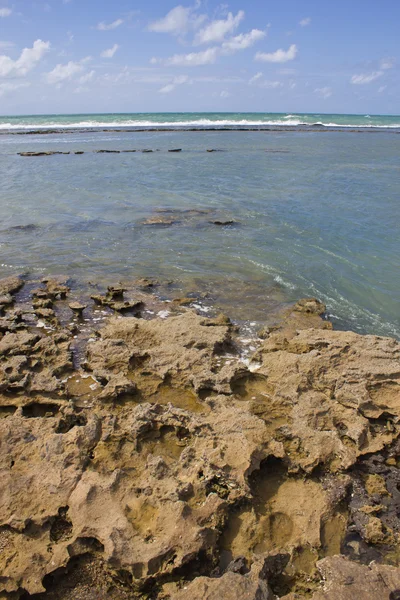 Corallo a Porto de Galinhas — Foto Stock