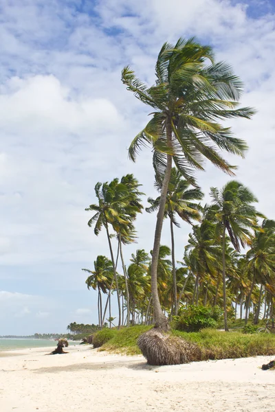 porto de galinhas Plajı'nda Hindistan cevizi ağacı