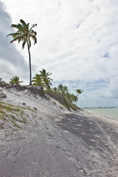 Albero di cocco sulla spiaggia di Porto de Galinhas — Foto Stock