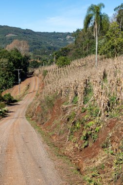 Santa Maria do Herval, Ro Grande do Sul, Brezilya 'da mısır tarlası olan kirli bir yol.
